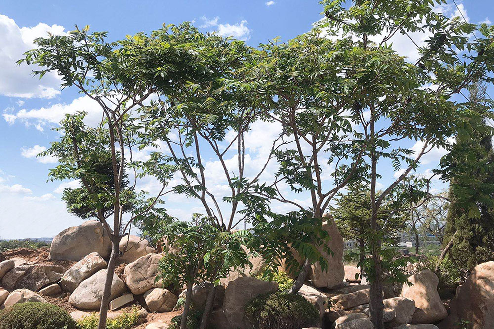 福山公墓祥福苑常青樹